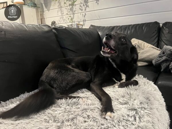 Er dette din hund?