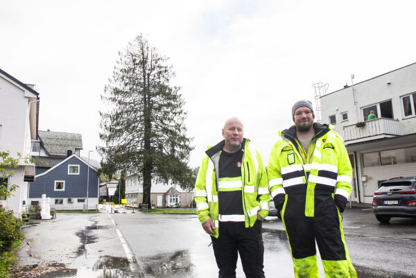 Julegrana på Sjøholt skal fellast