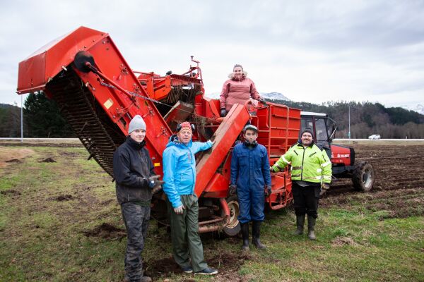 Årets siste ny-poteter på Sjøholt...