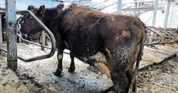 Måtte til retten for å berge garden