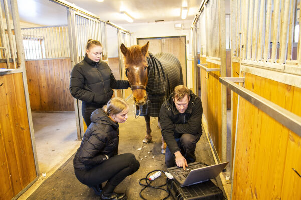 Opererar hestar i ein stall på Svorta