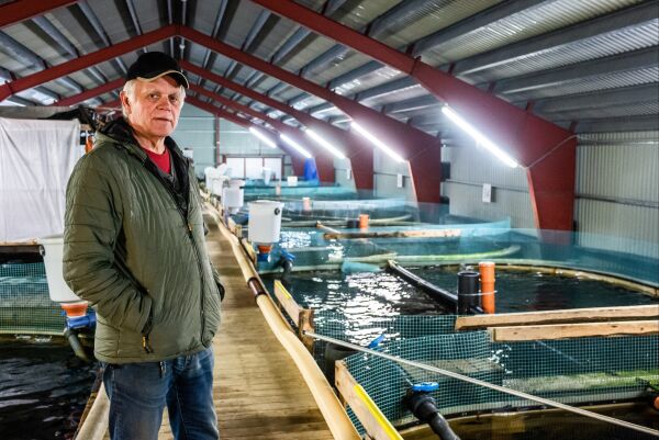 Startar produksjon av matfisk i Hjelvik