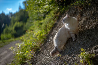 Dramatisk for katt etter kantklipping
