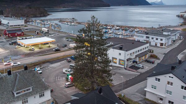 Fekk ikkje tent kjempejulegrana på Sjøholt