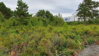 Sel tomter med buskevekst